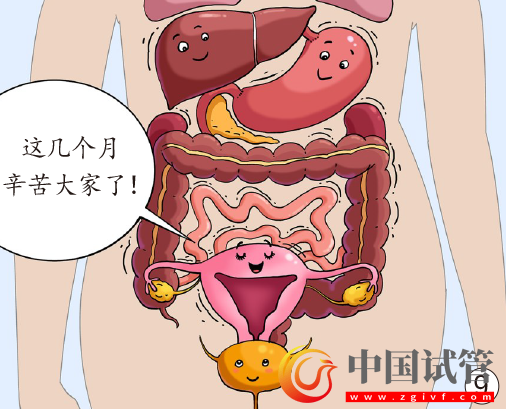孕媽臟器會(huì)挪地兒(圖9)