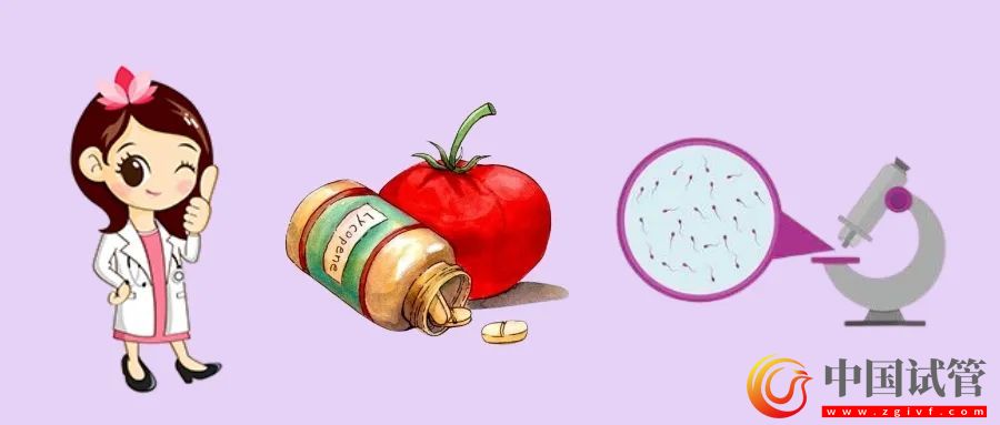 提高精子質量，吃番茄紅素真的有用嗎？(圖1)
