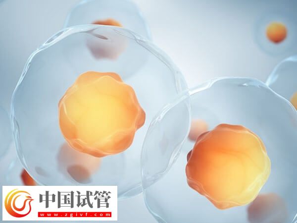 取卵前卵子質(zhì)量差別只知道吃動(dòng)物血，海帶、紫菜效果都不錯(cuò)(圖2)