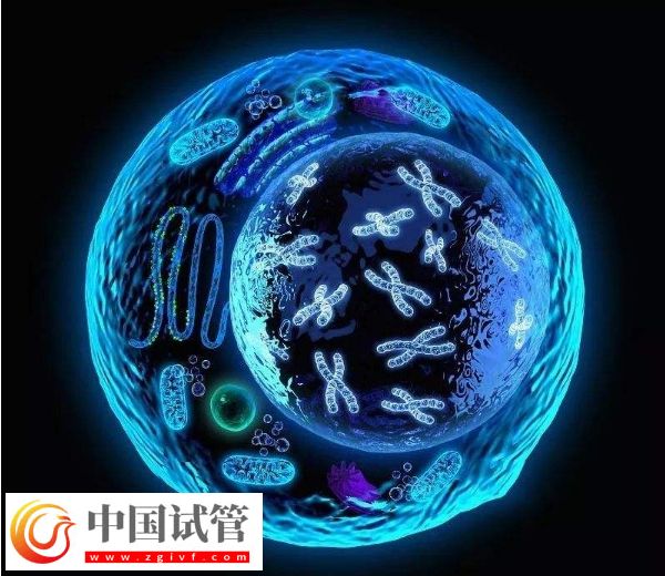 囊胚等級與寶寶健康之間有關(guān)系嗎？(圖4)