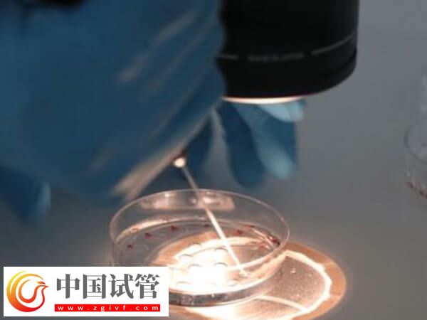 嵌合體30%其實(shí)也可以做試管嬰兒移植，比例才是成功關(guān)鍵(圖1)