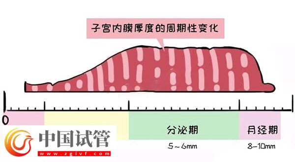 子宮內(nèi)膜厚度多少做試管嬰兒才能成功著床？(圖1)