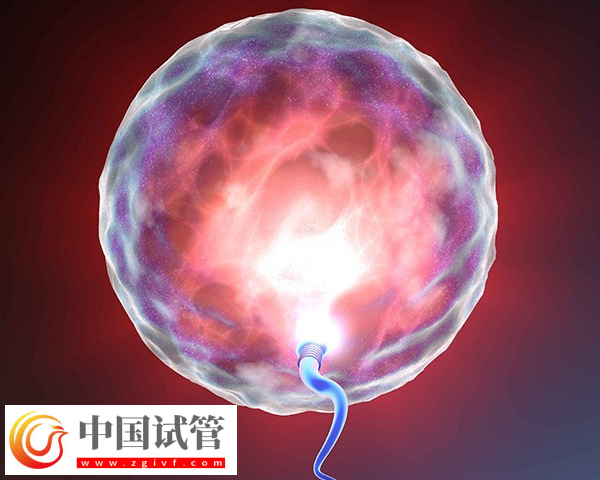 女性fsh高做試管能不能配出高質(zhì)量胚胎(圖2)