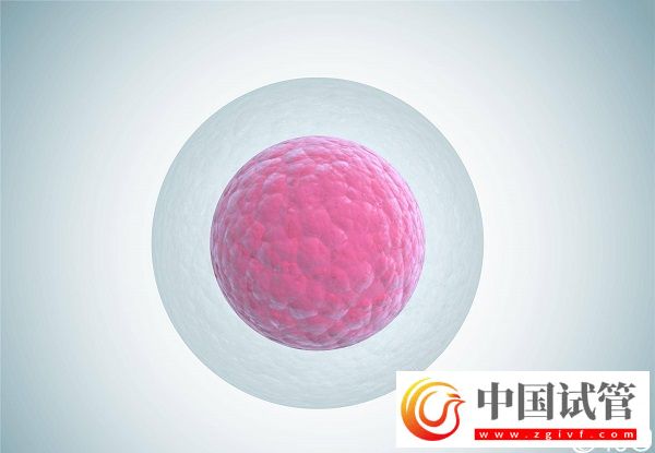 卵母細(xì)胞老化懷孕率低，太晚生寶寶試管也拯救不了(圖1)