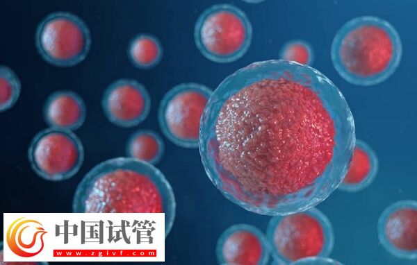 c級(jí)胚胎移植有沒有成功的(圖1)
