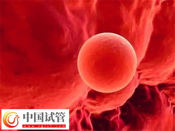 囊胚4bb和5bb哪個(gè)成功率高(圖2)