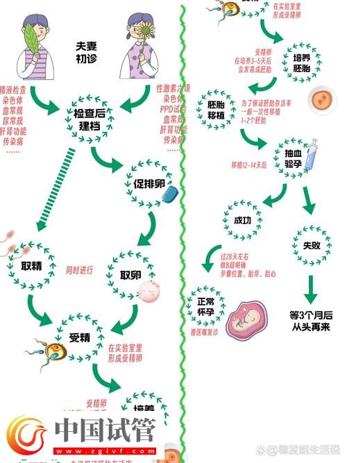 試管嬰兒的孕卵發(fā)育過程詳解(圖1)