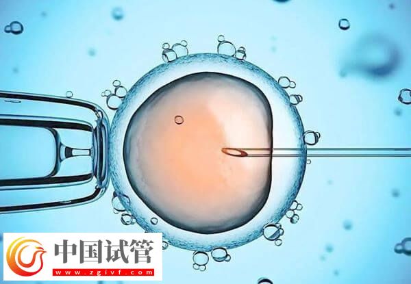 D6胚胎的質(zhì)量好還是D5的好(圖2)