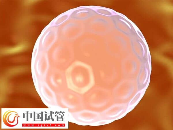 胚胎培育周期結(jié)束后何時進(jìn)行移植(圖2)