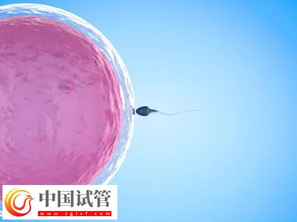 導(dǎo)致胚胎移植失敗的因素是什么(圖1)