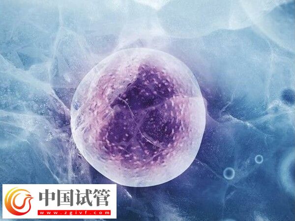 多久可以進(jìn)行凍卵移植(圖1)