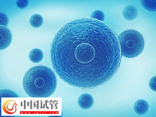 三代囊胚送檢40天還沒出結(jié)果咋回事(圖1)