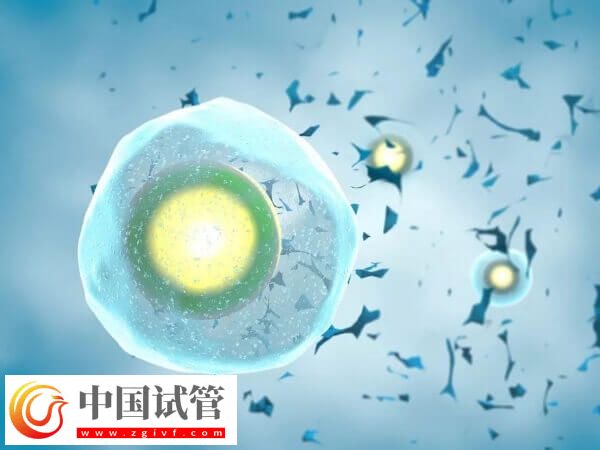 國(guó)內(nèi)為什么禁止單身女性凍卵(圖1)