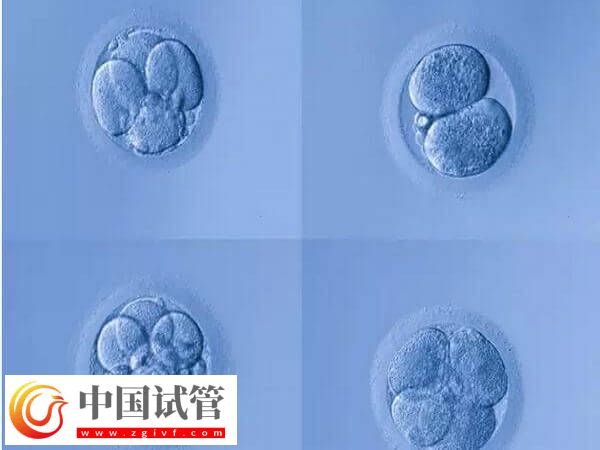 4aa的囊胚是什么級別？是最好的胚胎嗎？(圖1)