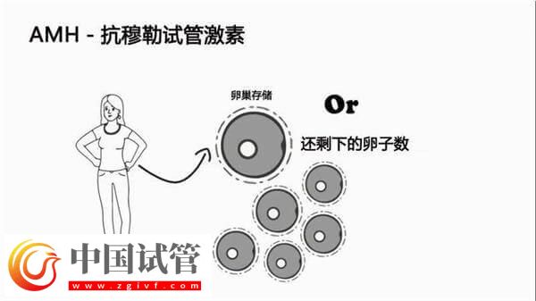 40歲女性的amh數(shù)值為5是正常的嗎？參考值是多少？(圖1)