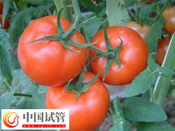 試管嬰兒移植后能不能吃西紅柿(圖1) 試管嬰兒移植后能不能吃西紅柿(圖1)