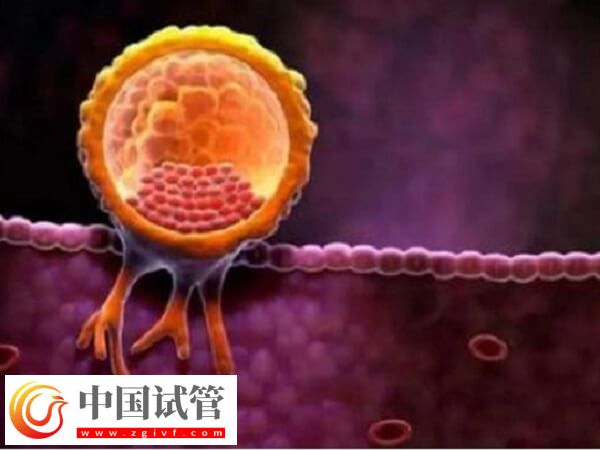 做試管嬰兒子宮內(nèi)膜厚度多少mm適合移植胚胎？(圖1)